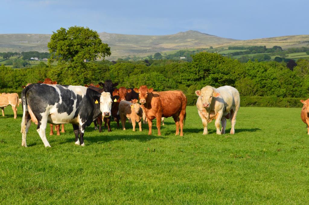 Lydford Heathergate Cottage Dartmoor Bnb المظهر الخارجي الصورة