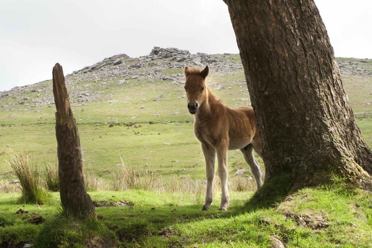 Lydford Heathergate Cottage Dartmoor Bnb المظهر الخارجي الصورة