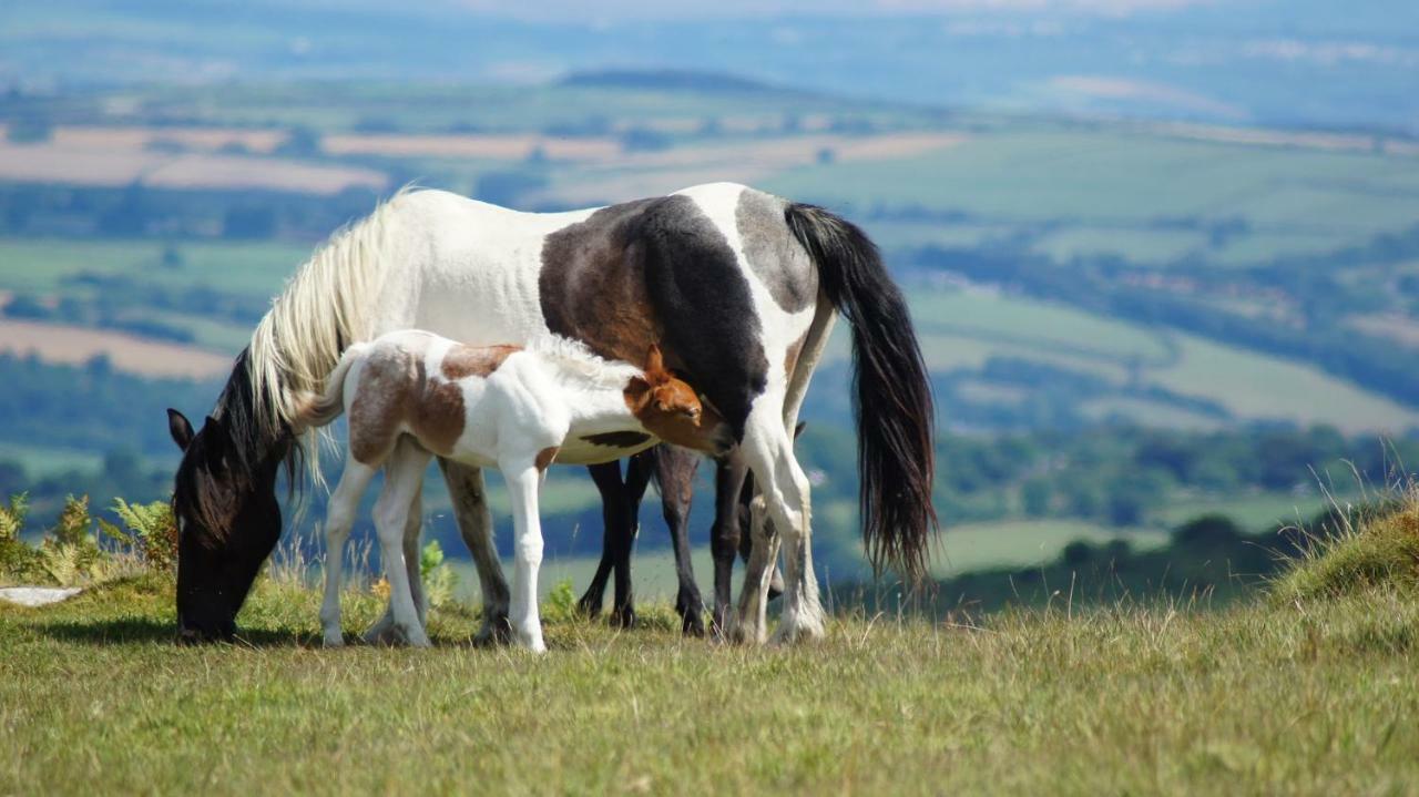 Lydford Heathergate Cottage Dartmoor Bnb المظهر الخارجي الصورة