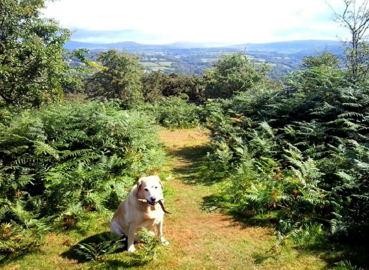 Lydford Heathergate Cottage Dartmoor Bnb المظهر الخارجي الصورة