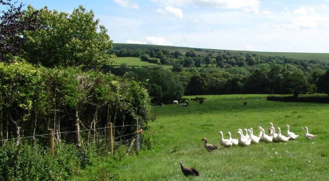 Lydford Heathergate Cottage Dartmoor Bnb المظهر الخارجي الصورة